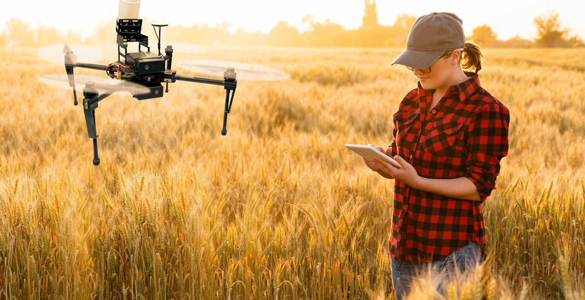 Contadina guida un drone al lavoro sulla piantagione di grano - Foto di scharfsinn86 da Adobe Stock