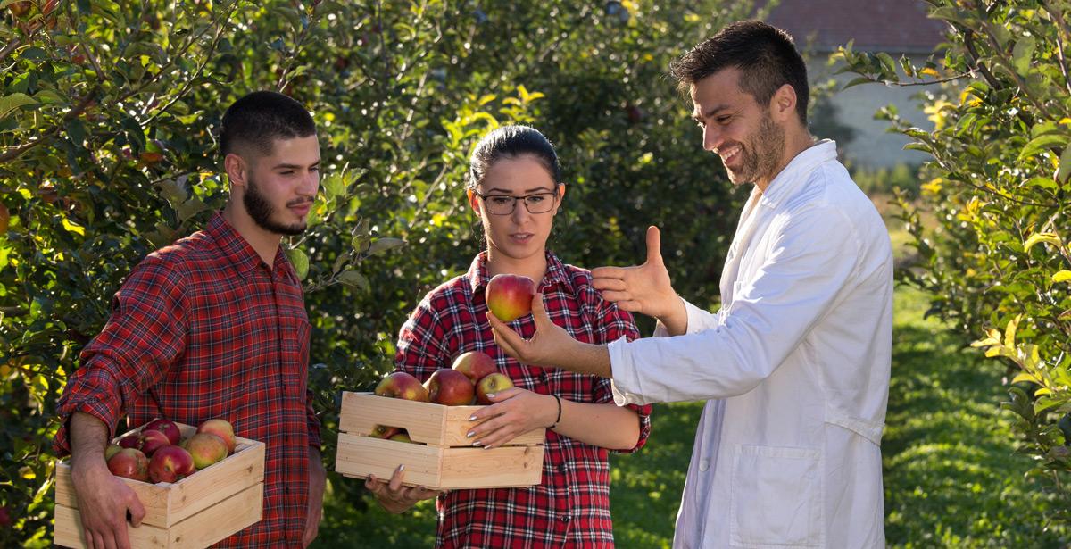 Agronomo e studenti controllano delle mele in una fattoria didattica - Foto di Budimir Jevtic da Adobe Stock