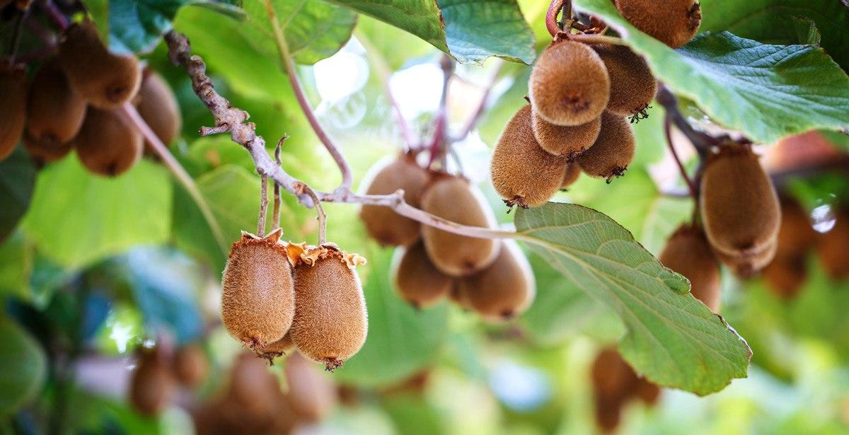 Testo alternativo: Albero di kiwi con frutti - Foto di dimakp da Adobe Stock