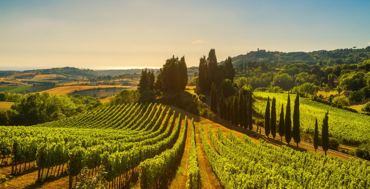 Panorama su un vigneto - Foto di stevanzz da Adobe Stock