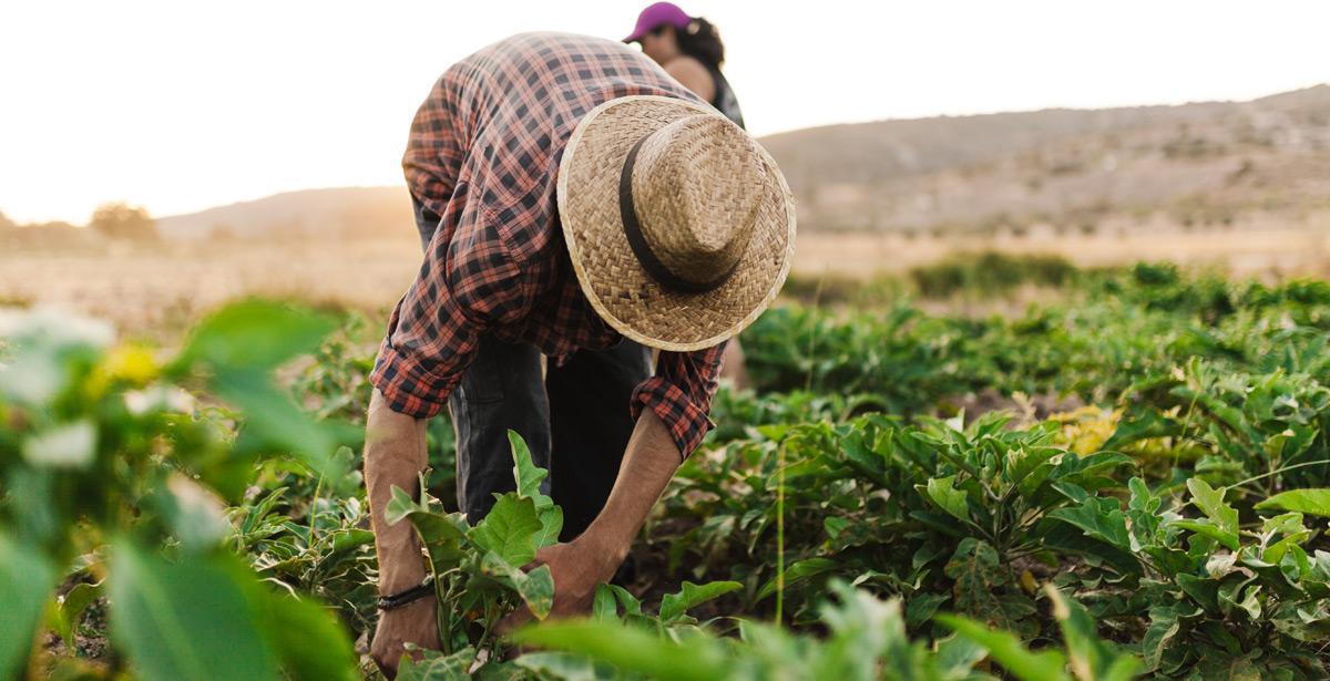 Agricoltore raccoglie verdura nel suo campo - Foto di vientocuatroestudio da Adobe Stock