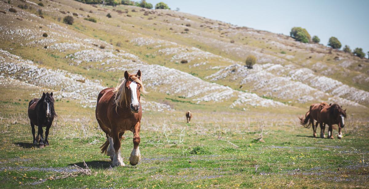 Cavalli allo stato brado sui monti Simbruini - Foto di Marco Del Pozzo da Adobe Stock