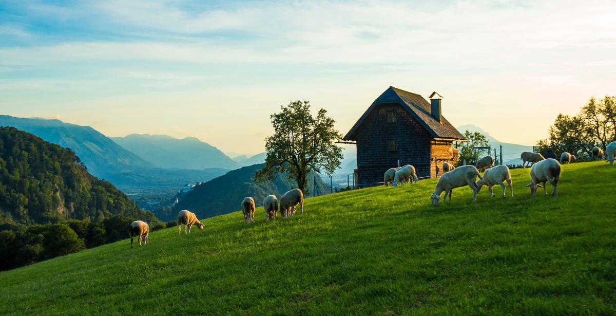 Pecore al pascolo vicino a casa rurale - Foto di Stefano Pepperino da Adobe Stock