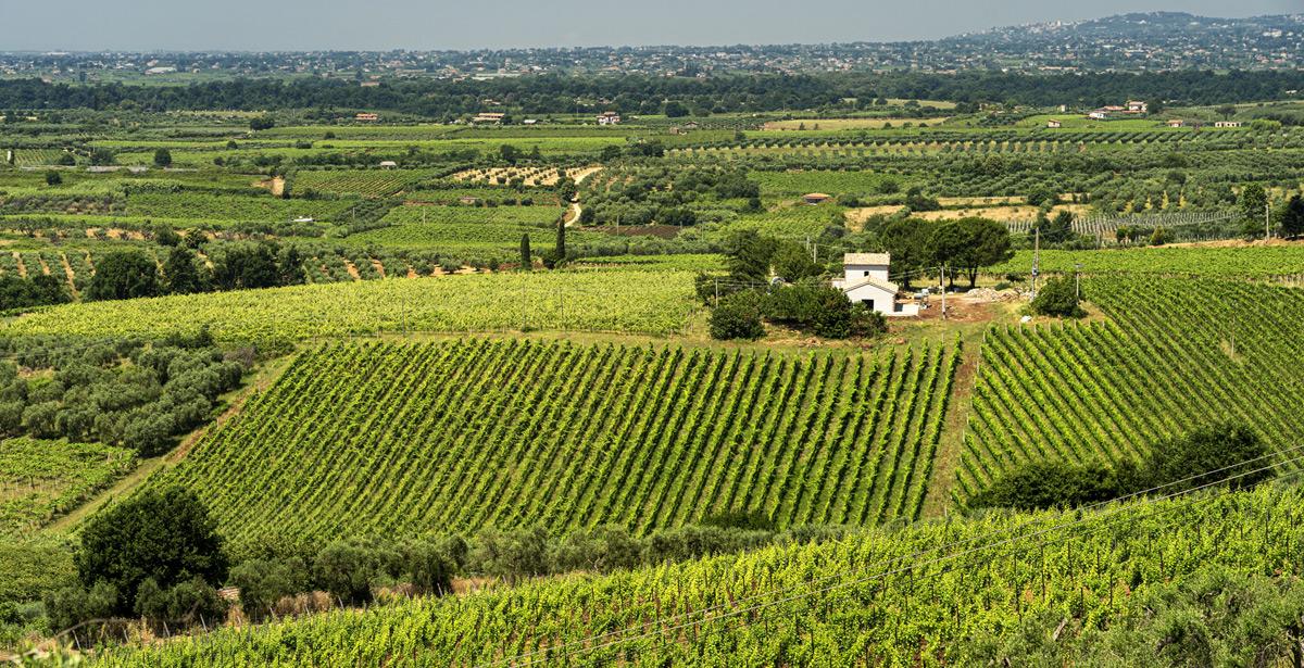 Vigneto a Velletri Lazio - Foto di Claudio Colombo da Adobe Stock