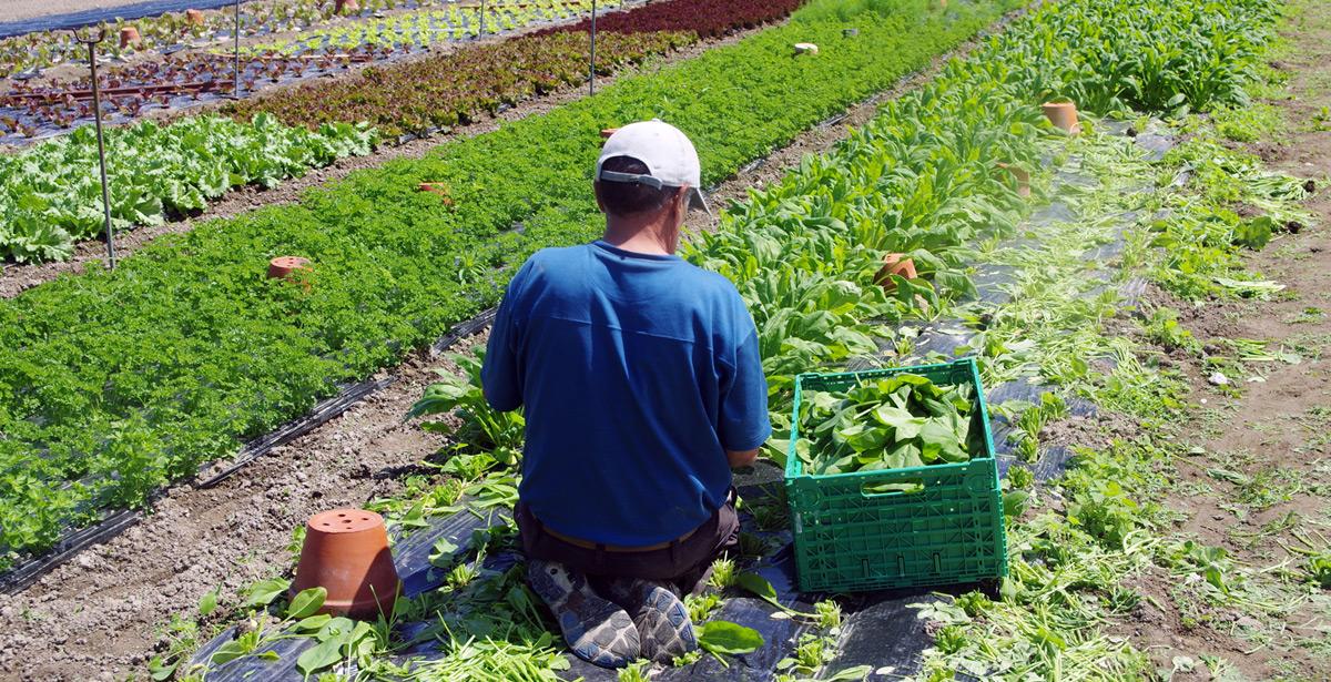 Agricoltore raccoglie verdura - Foto di savoieleysse da Adobe Stock