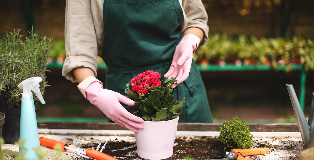 Giardiniere pianta un fiore in vaso - Foto di Anton da Adobe Stock