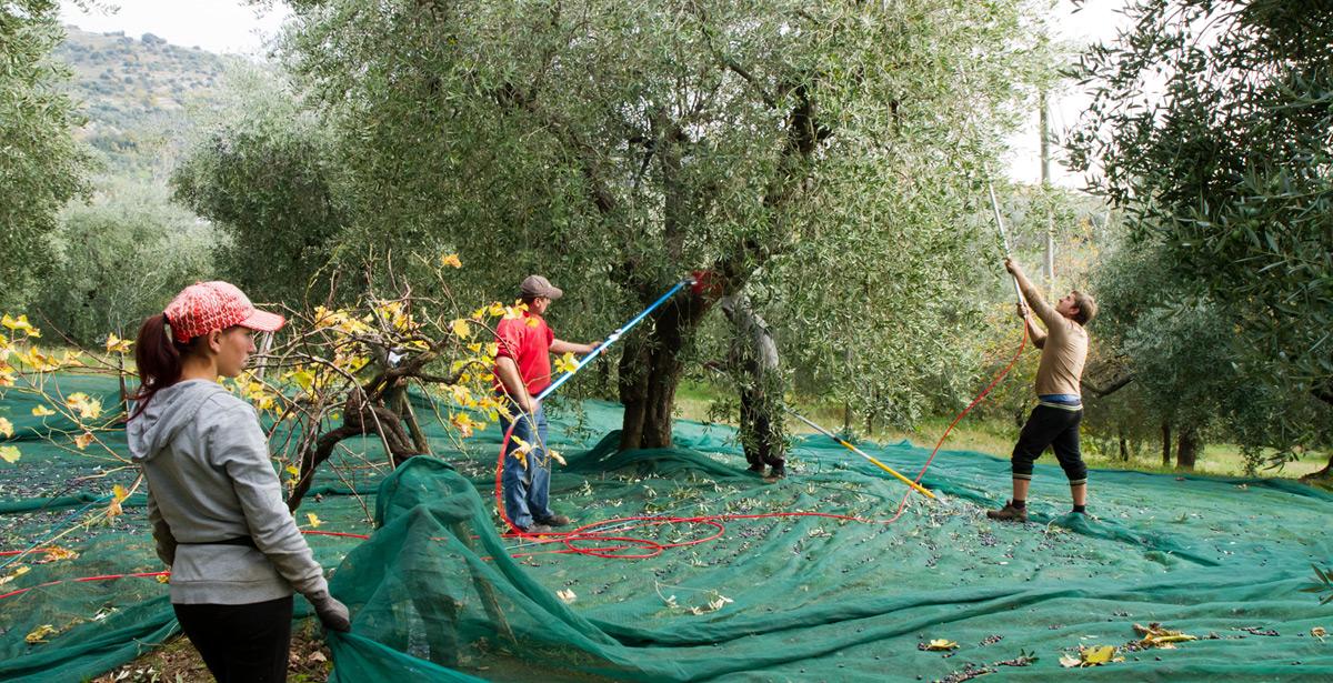 Operai impiegati nella raccolta delle olive - Foto di franco lucato da Adobe Stock