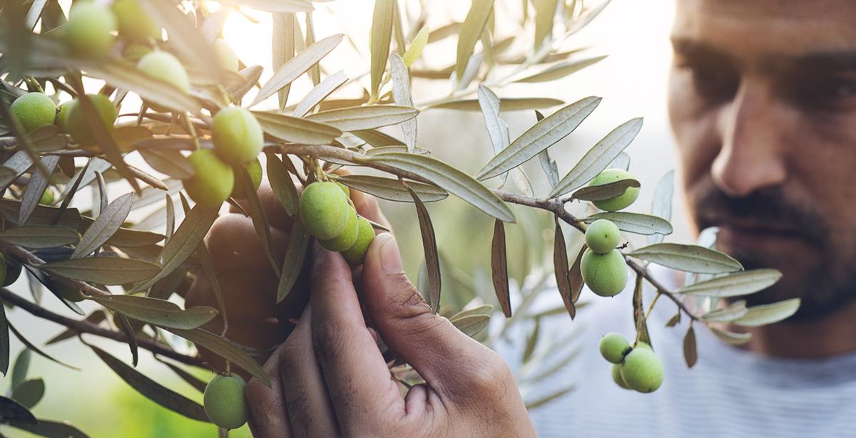 Olivicoltore testa il grado di maturazione delle olive - Foto di batuhan toker da Adobe Stock
