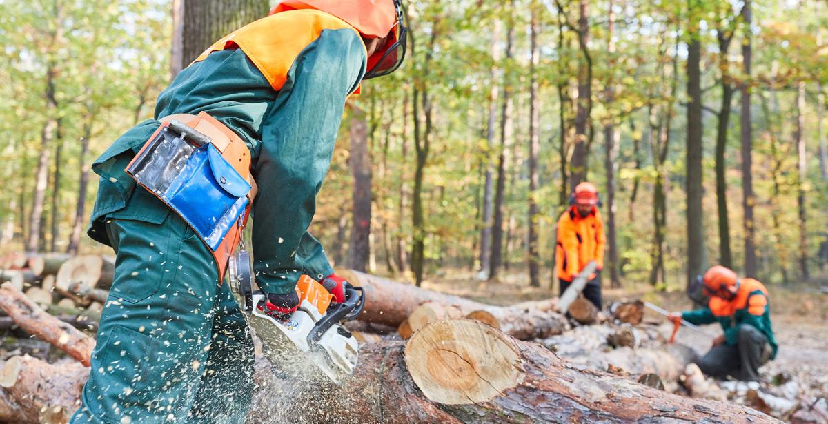 Operai forestali tagliano alberi in un bosco - Foto di Robert Kneschke da Adobe Stock