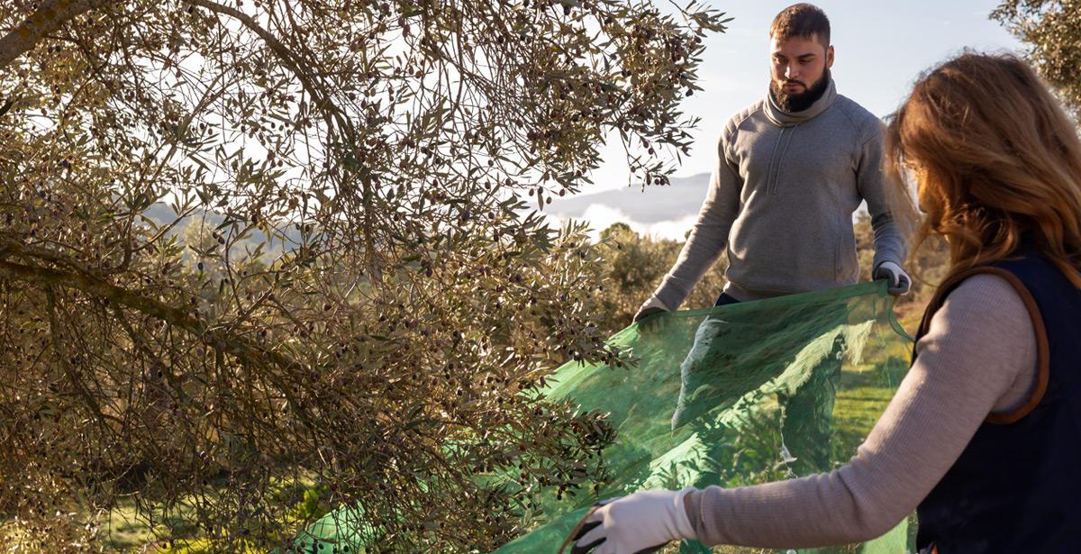 Uomo e donna impegnati nella raccolta delle olive - Foto di JackF da Adobe Stock