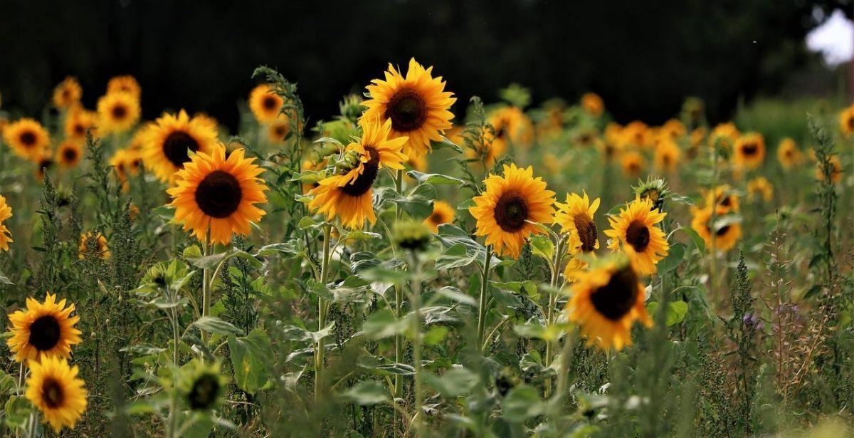 Biodiversità vegetale