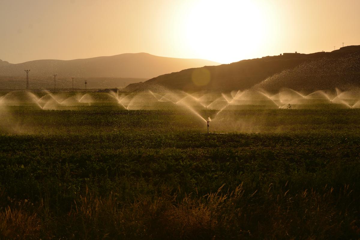 Irrigazione - Foto di Süleyman Şahan: https://www.pexels.com/it-it/foto/aspersione-di-terra-erbosa-durante-l-alba-2684805/
