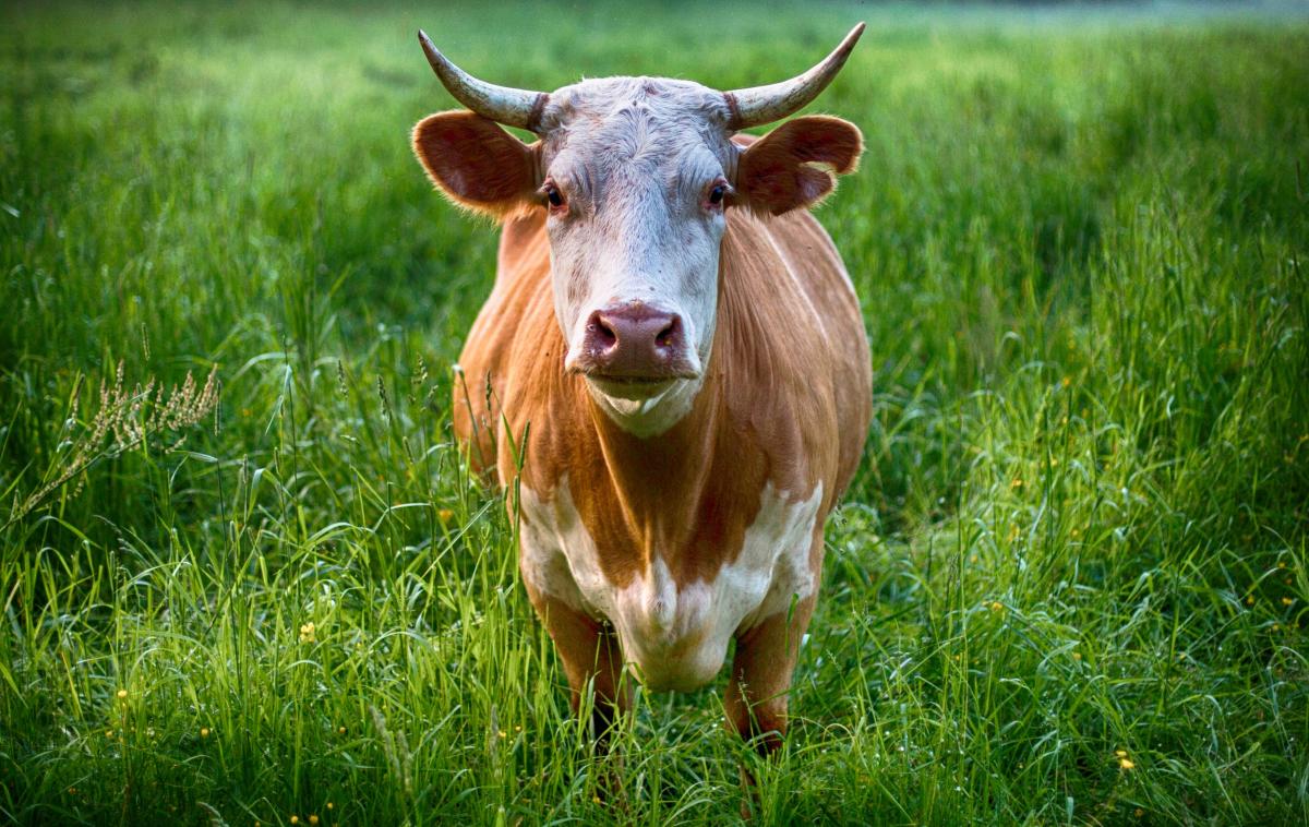 Mucca - Foto di Pixabay: https://www.pexels.com/it-it/foto/mucca-marrone-e-bianca-458991/
