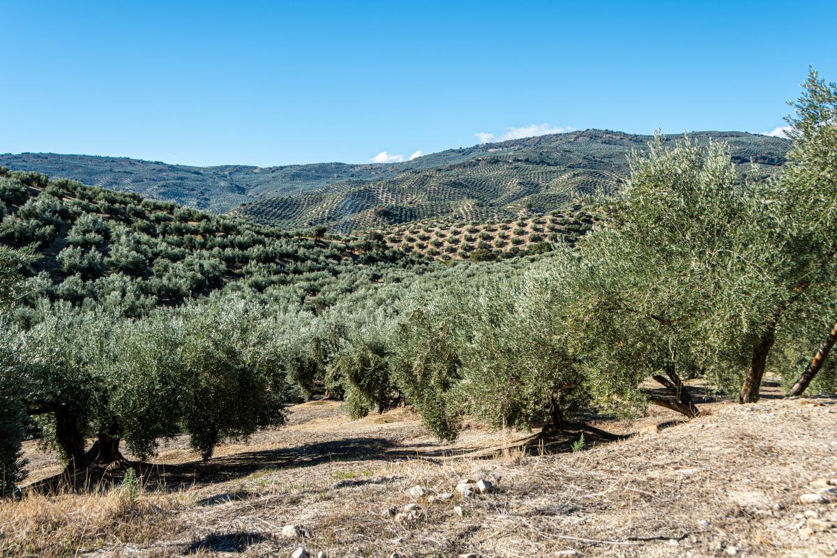 Alberi ulivo - Foto di Jose Francisco Fernandez Saura: https://www.pexels.com/it-it/foto/paesaggio-cespuglio-alberi-collina-14526907/