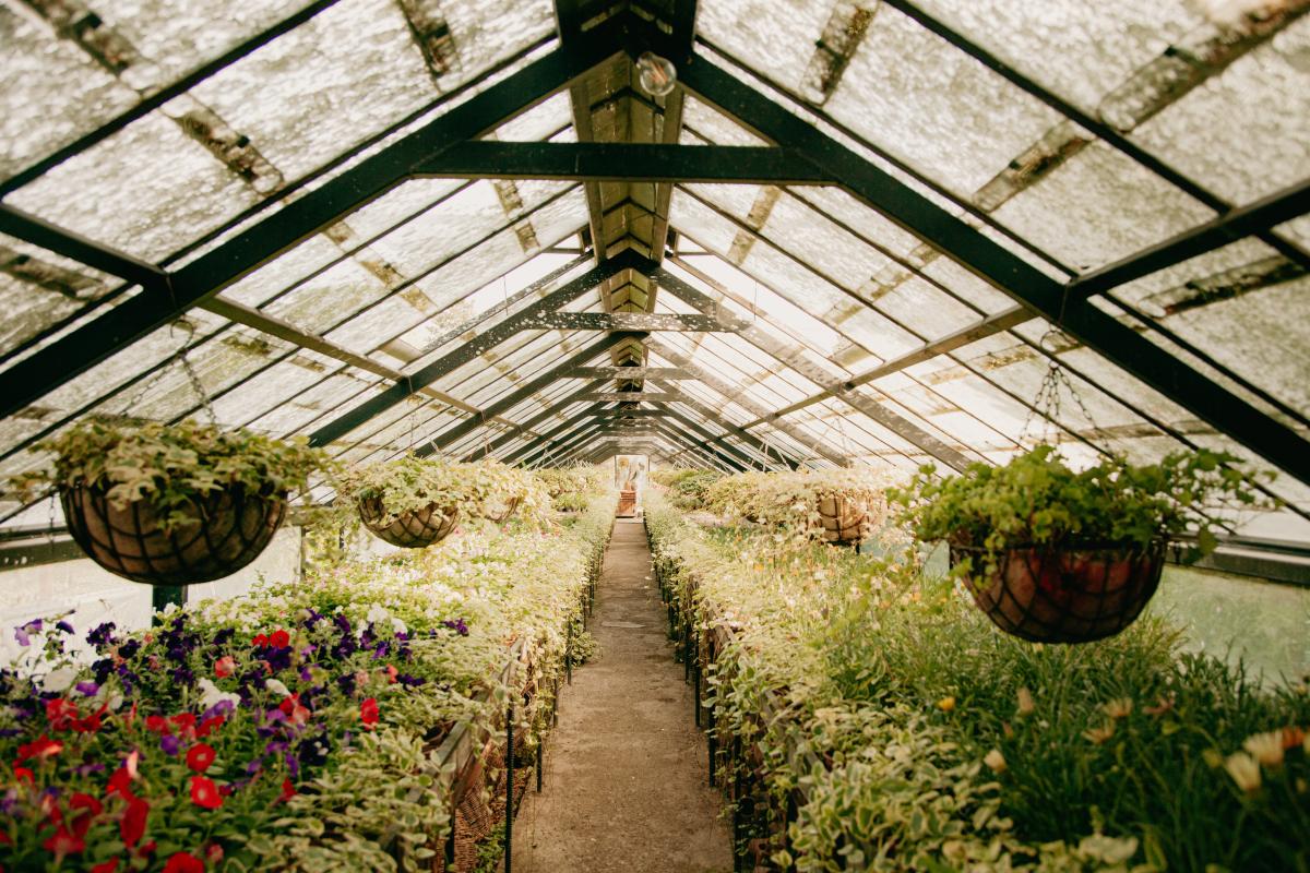 Vivaio - Foto di ROMAN ODINTSOV: https://www.pexels.com/it-it/foto/fiori-giardino-bicchiere-agricoltura-8189122/