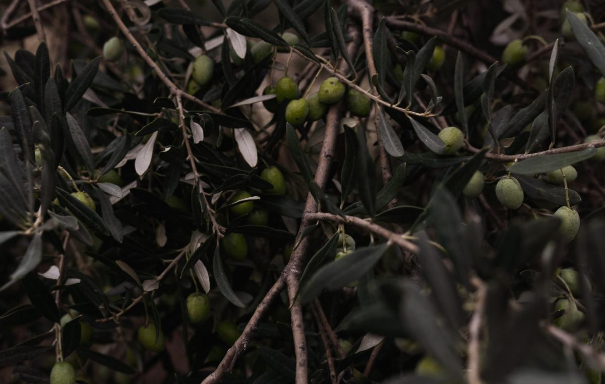 Albero olive - Foto di Enrique Hoyos: https://www.pexels.com/it-it/foto/cibo-agricoltura-fattoria-foglia-14437061/