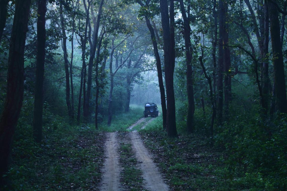 Bosco strada - Foto di Mohammed Abubakr: https://www.pexels.com/it-it/foto/strada-foresta-nebbia-auto-13746016/