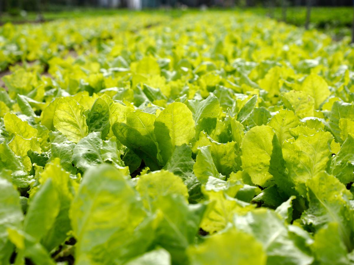 Campo lattuga - Foto di Khoi Tran: https://www.pexels.com/it-it/foto/campo-fattoria-piante-verde-10817215/