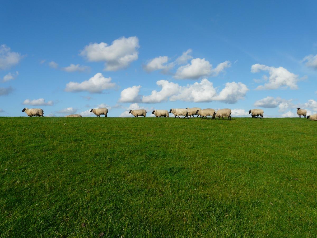 Ovini - Foto di Pixabay: https://www.pexels.com/it-it/foto/11-pecore-bianche-nel-campo-in-erba-85683/