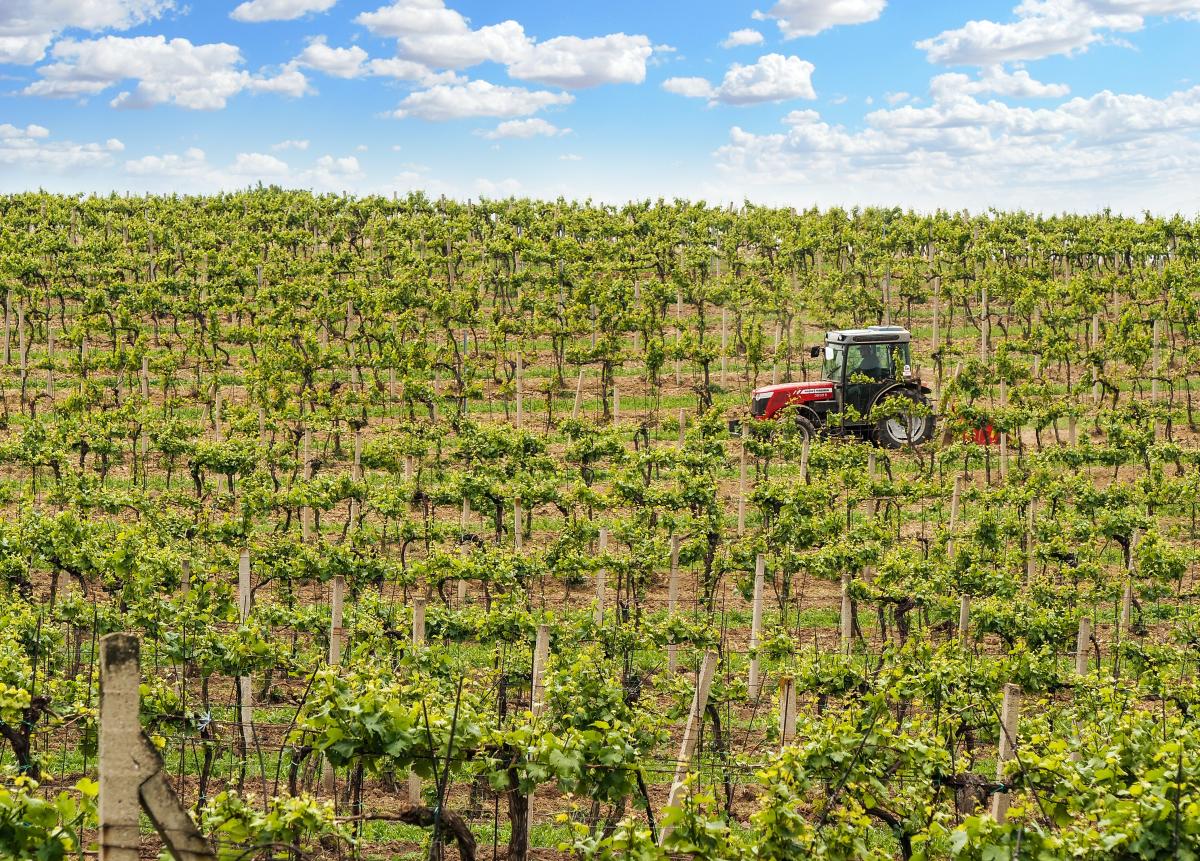 Vigna - Foto di energepic.com: https://www.pexels.com/it-it/foto/paesaggio-campo-estate-agricoltura-2988355/