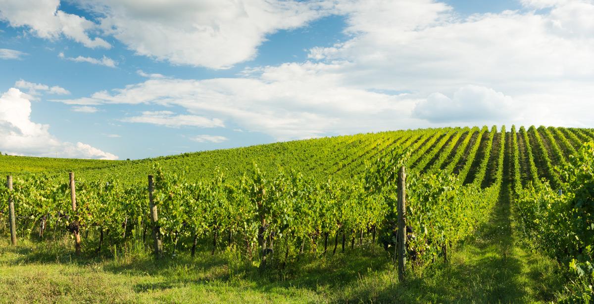 Vigneto - Foto di alexandro900 da Adobe Stock