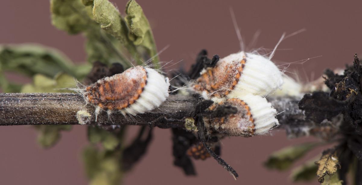 Colonia di cocciniglia su una pianta - Foto di JUANFRANCISCO da Adobe Stock