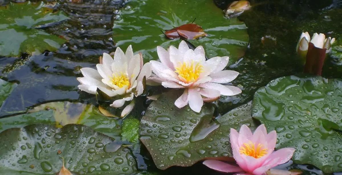 Fiori di loto - Foto di VisitLazio