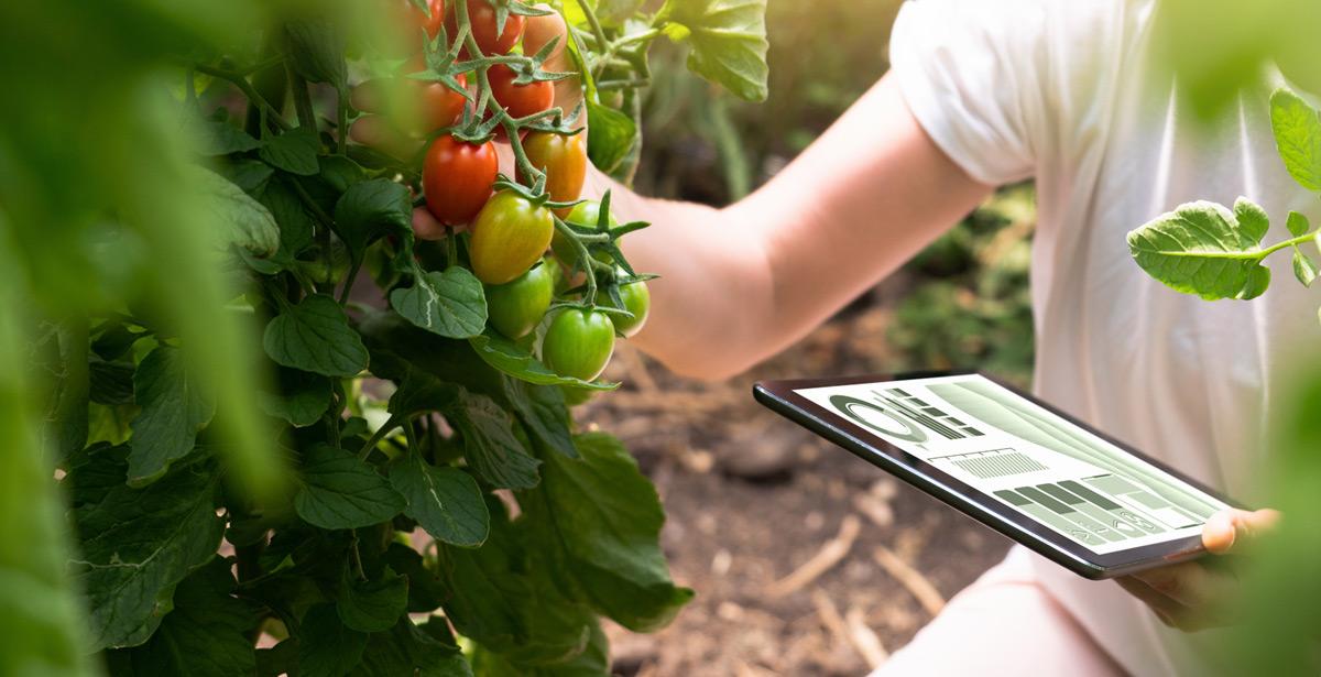 Agricoltrice controlla dei pomodorini con un tablet in mano - Foto di scharfsinn86 da Adobe Stock