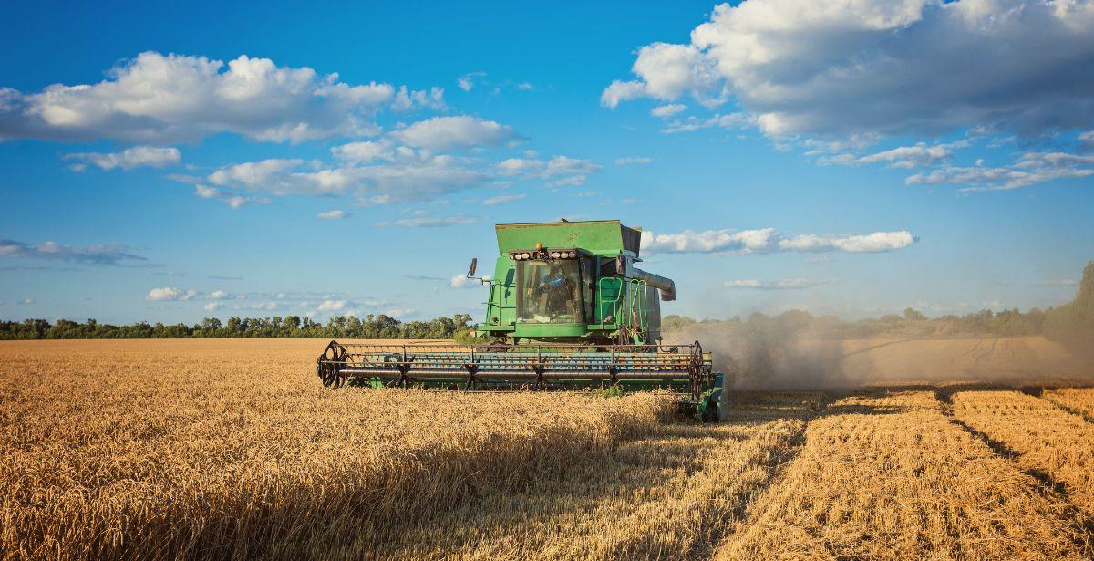 Agricoltura Campo di grano