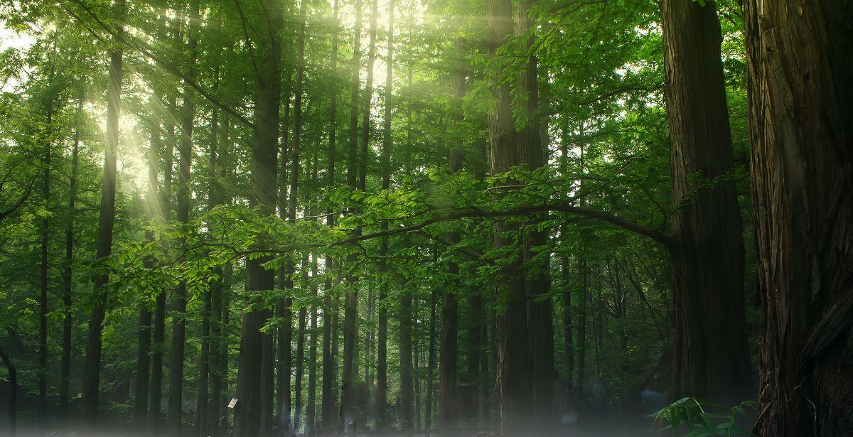 Foresta - Foto di zhang kaiyv: https://www.pexels.com/it-it/foto/alberi-sulla-foresta-durante-il-giorno-1083515/
