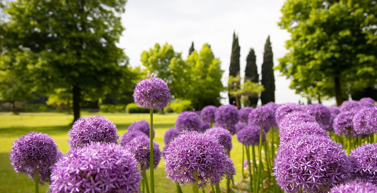 Parco con alberi e piante in fiore - Foto di calamus da Adobe Stock