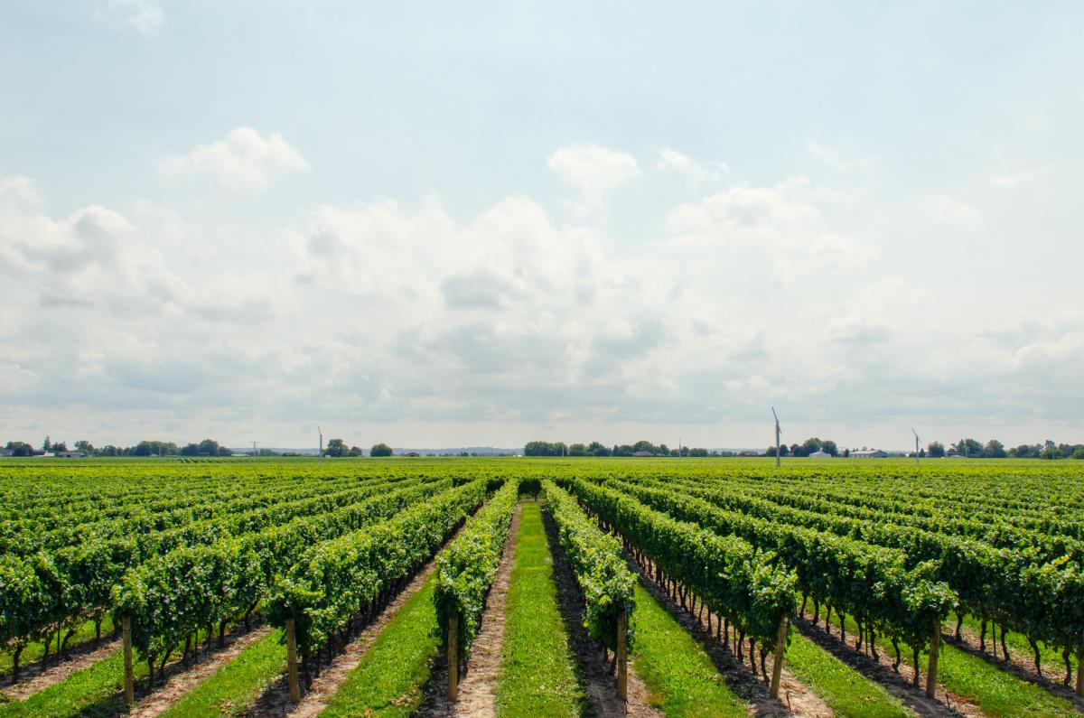 Vitigno  -Foto di Math: https://www.pexels.com/it-it/foto/campo-dell-albero-verde-21393/