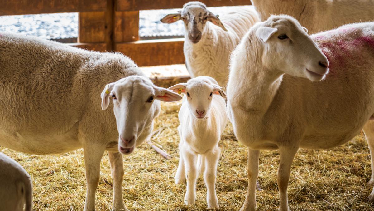 Stalla ovini - Foto di Mark Stebnicki: https://www.pexels.com/it-it/foto/natura-agricoltura-fattoria-animali-15875211/