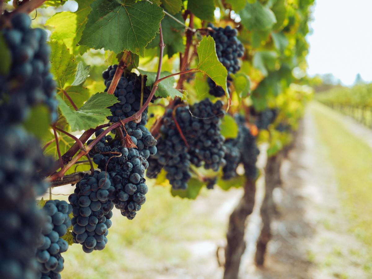 Vitigno - Foto di Grape Things: https://www.pexels.com/it-it/foto/grappoli-d-uva-che-pendono-dalle-viti-3840335/