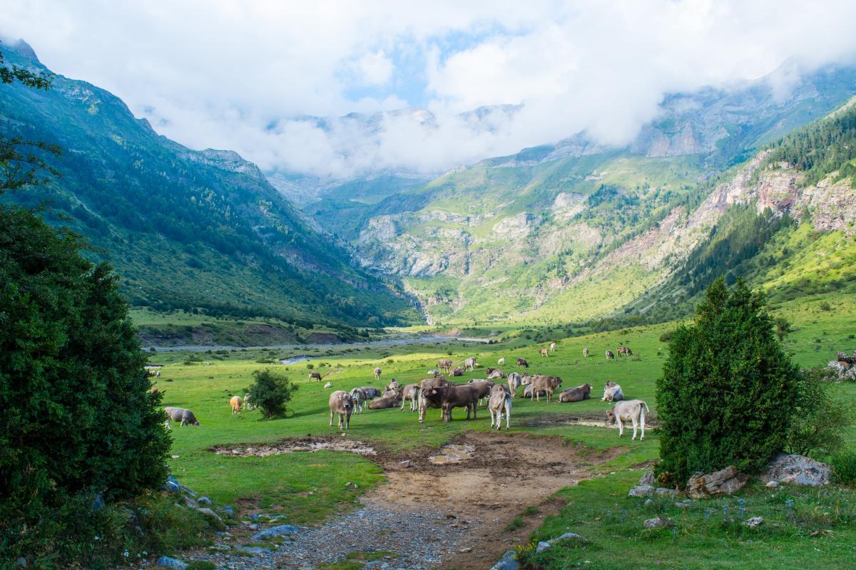 Agro bio - Foto di Juan Pablo Guzmán Fernández : https://www.pexels.com/it-it/foto/bestiame-marrone-e-bianco-nel-campo-aperto-verde-vicino-alla-montagna-sotto-i-cieli-bianchi-2166822/