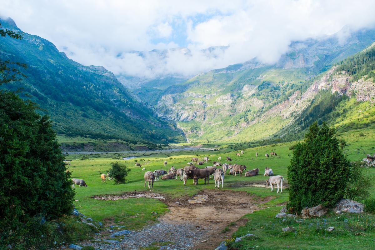 Agro bio - Foto di Juan Pablo  Guzmán Fernández : https://www.pexels.com/it-it/foto/bestiame-marrone-e-bianco-nel-campo-aperto-verde-vicino-alla-montagna-sotto-i-cieli-bianchi-2166822/