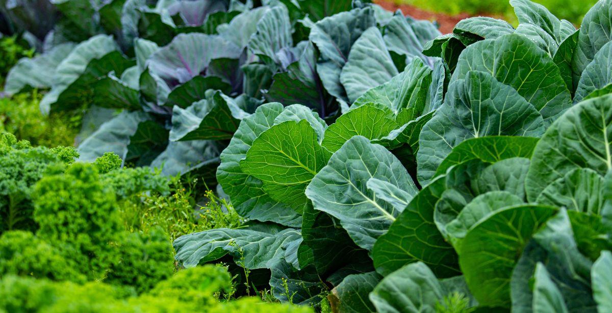 Campo vegetali - Foto di Prabahar Ravichandran: https://www.pexels.com/it-it/foto/campo-giardino-agricoltura-fattoria-12901835/