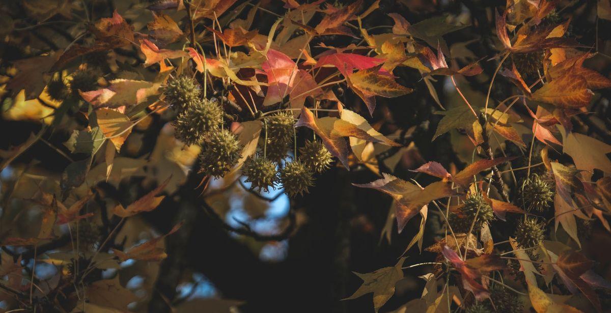Albero castagne - Foto di Francesco Ungaro: https://www.pexels.com/it-it/foto/foglie-albero-autunno-crescita-10258046/