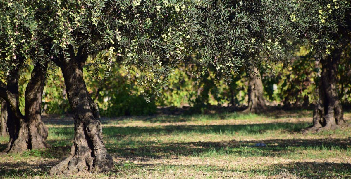 Oliveto - Foto di <a href="https://pixabay.com/it/users/ulleo-1834854/?utm_source=link-attribution&utm_medium=referral&utm_campaign=image&utm_content=1752199">Leopictures</a> da <a href="https://pixabay.com/it//?utm_source=link-attribution&utm_medium=referral&utm_campaign=image&utm_content=1752199">Pixabay</a>