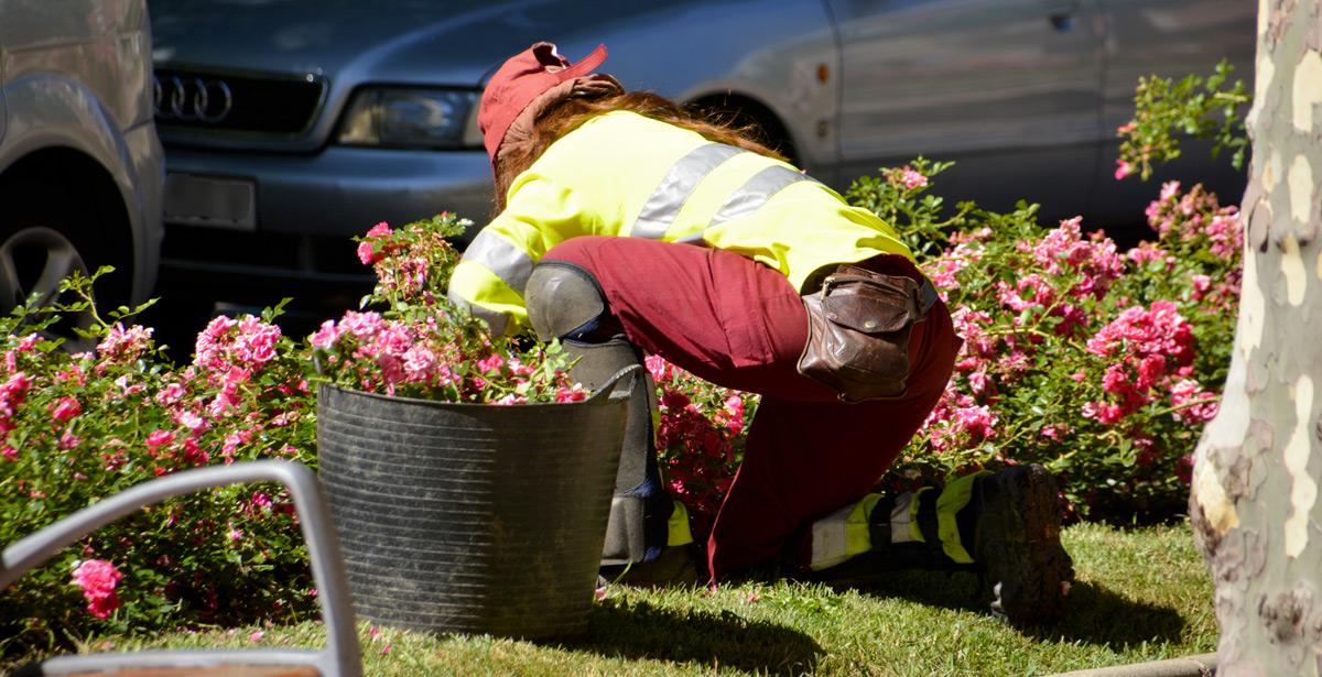 Operatrice florista al lavoro in un'aiuola - Foto di uzkiland da Adobe Stock