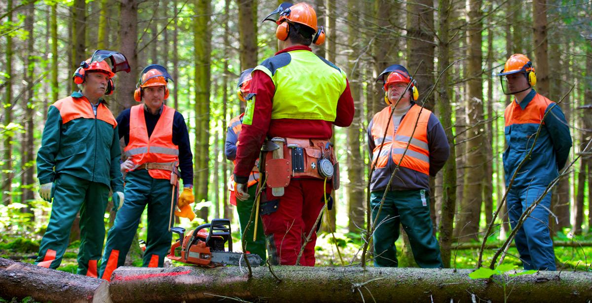 Gruppo di boscaioli in un bosco - Foto di AK-DigiArt da Adobe Stock