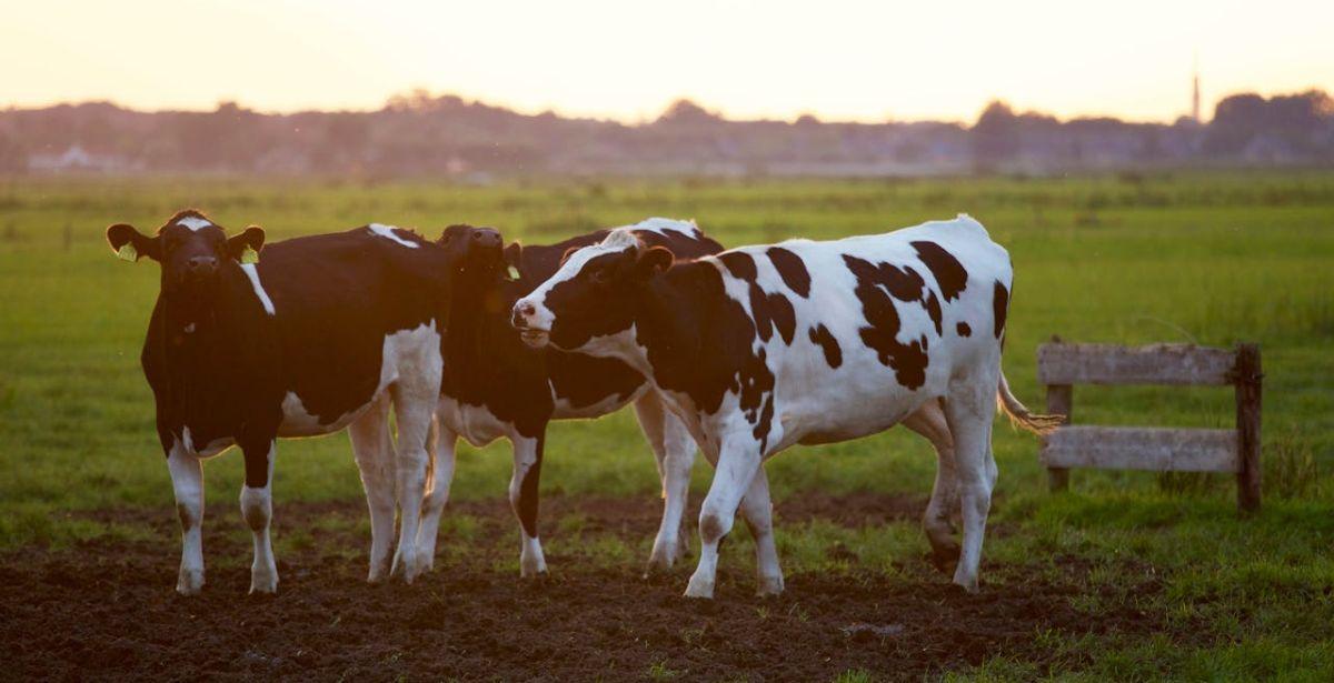 Pascolo - Foto di Matthias Zomer: https://www.pexels.com/it-it/foto/tre-mucche-in-bianco-e-nero-422218/