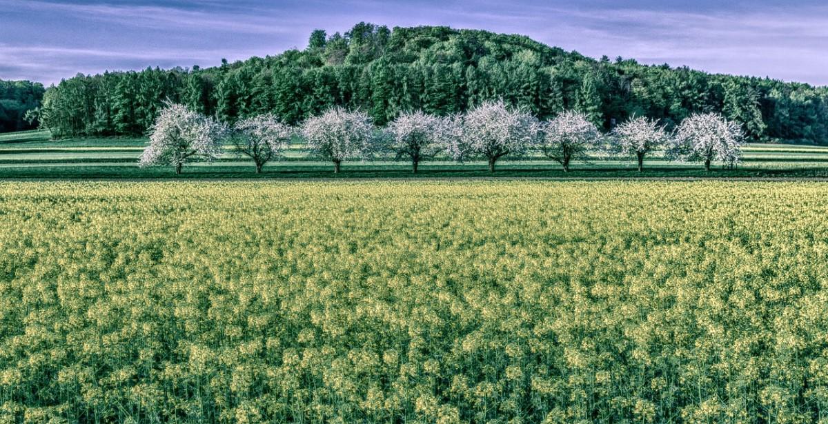 biodiversità