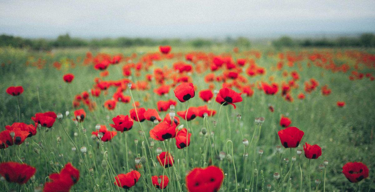 Campo papaveri - Foto di Elina Sazonova: https://www.pexels.com/it-it/foto/foto-di-poppy-field-1876621/