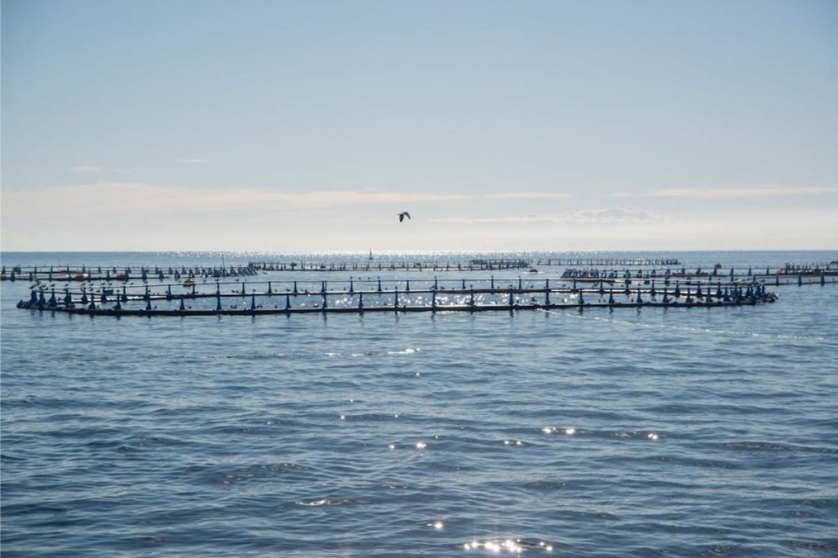 Acquacoltura - Foto di Jimmy Ramírez: https://www.pexels.com/it-it/foto/mare-uccello-oceano-recinto-10436677/