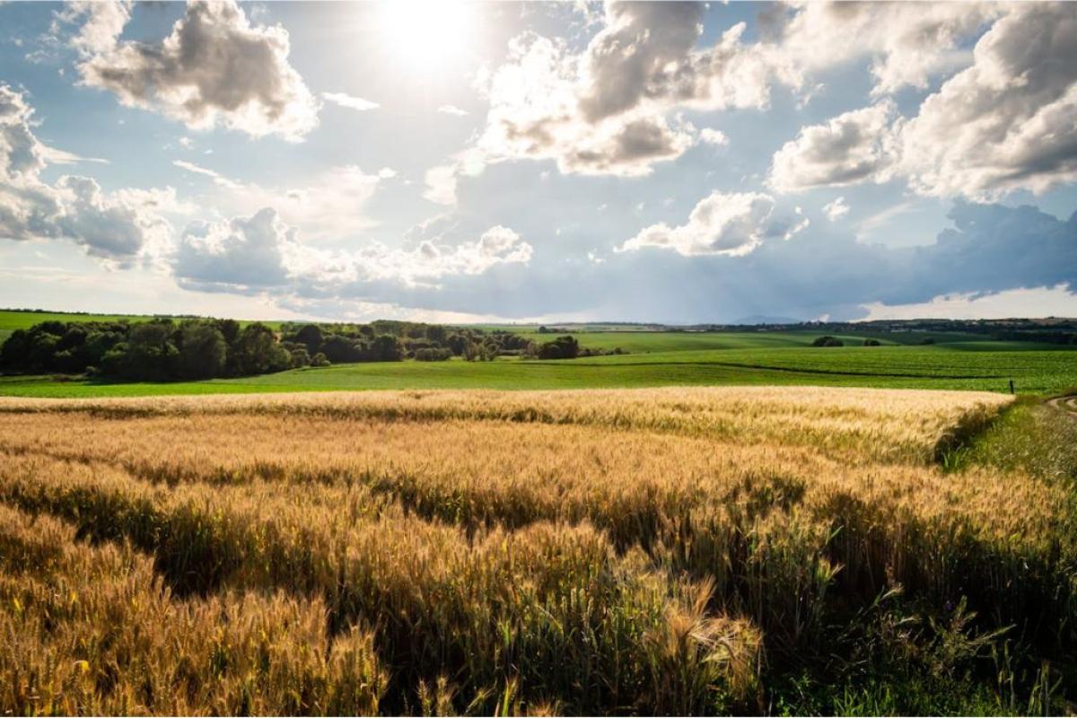 Campo agricolo - Foto di Nikolett Emmert: https://www.pexels.com/it-it/foto/paesaggio-soleggiato-nuvole-campo-13063658/