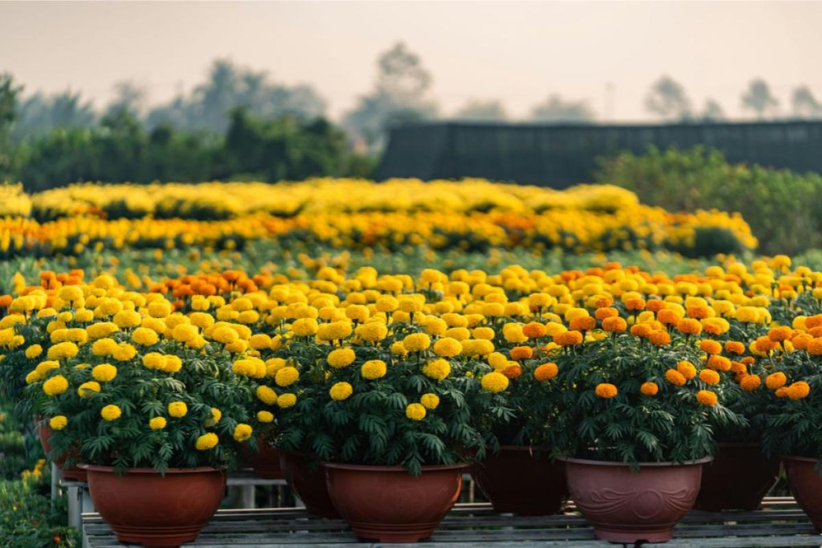 Viaio fiori - Foto di Dat Tae Studio: https://www.pexels.com/it-it/foto/fiori-luminoso-flora-crescita-20154134/