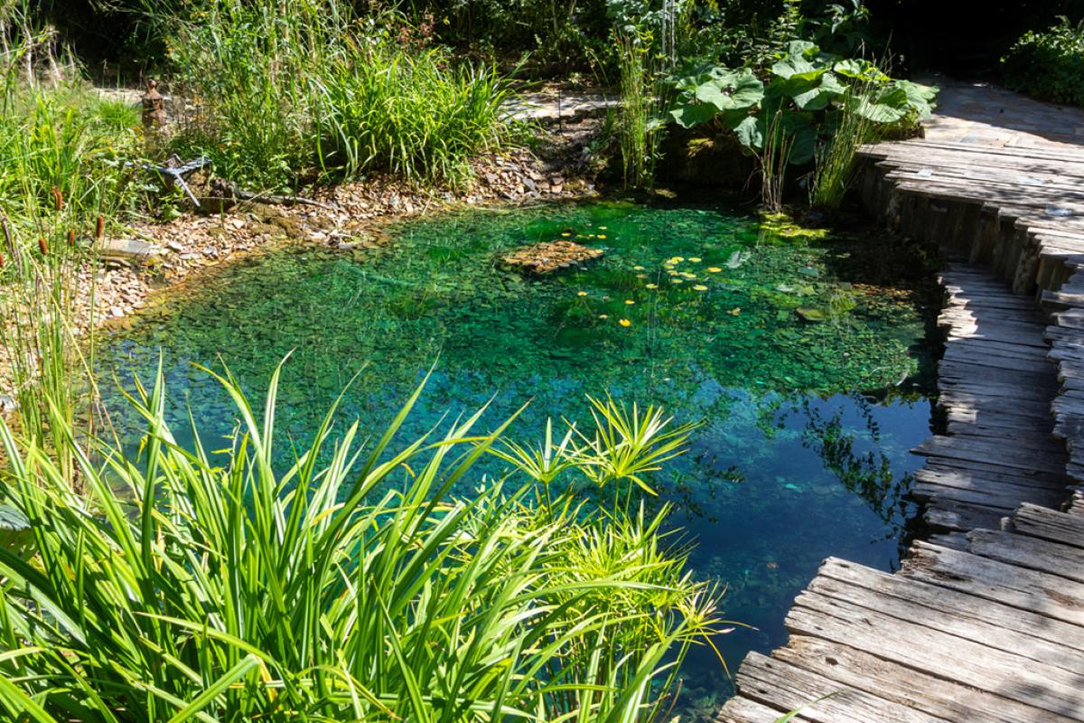 Piccola area naturale di biodiversità - Foto di Olivier-Tuffé da Adobe Stock