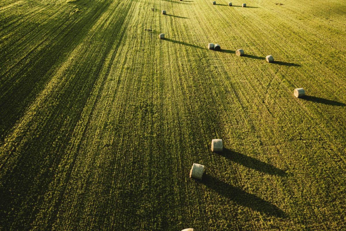 Campo di grano con alcune balle