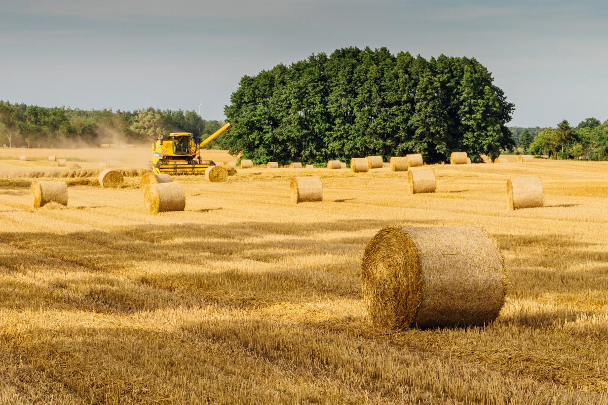 paesaggio rurale